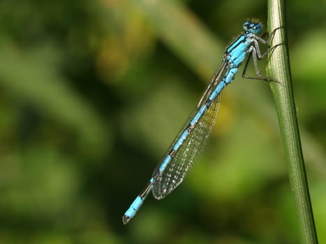 Azure damselfly