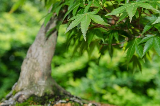 Close-up of leaves of a bonsai maple tree