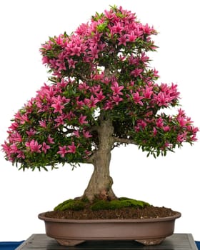 Flowering azalea bonsai tree (Rhododendro indicum Korin) with pink flowers