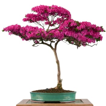 Flowering alpine rose (Rhododendron hirsutum) as bonsai tree