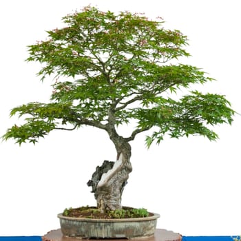 Maple tree (Acer palmatum) as bonsai in a bowl