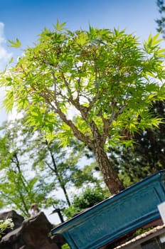 Japanese maple as a bonsai tree in a bonsai bowl