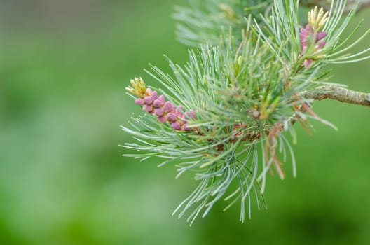 Close-up of buds of a girl's pine (Pinus parvifolia)