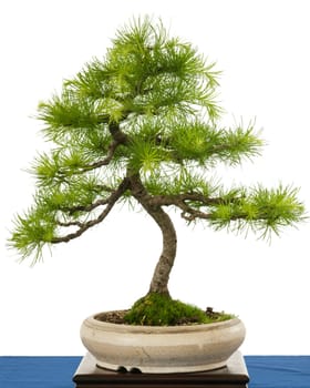 Green European larch (Larix decudia) as bonsai tree in a bonsai bowl