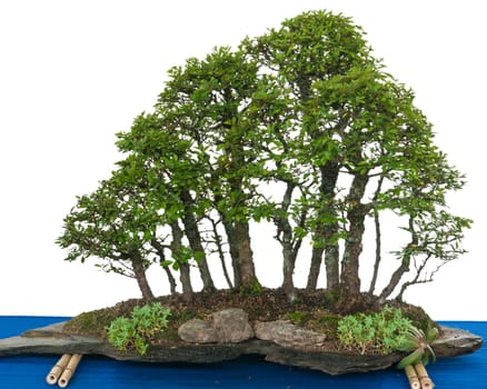 Forest of elm bonsai (Zelkova nire) on a stone slab