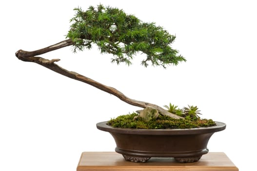 White juniper as bonsai tree in a pot