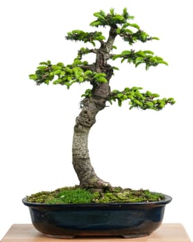 Spruce (Picea orientalis) as bonsai tree with green needles