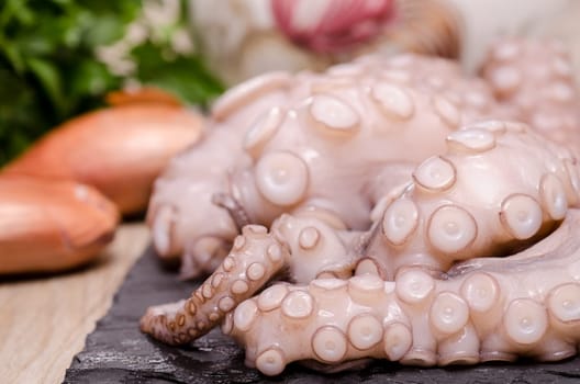 Arm with suction cups from a raw octopus