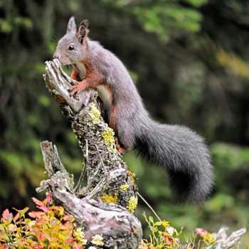 Squirrel