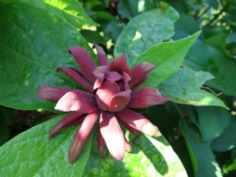 real spice bush - Calycanthus floridus