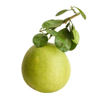 Pomelo or Chinese grapefruit