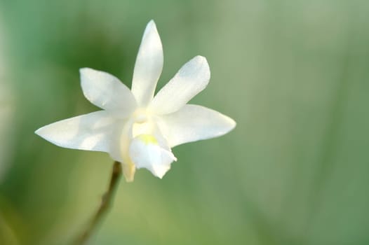 Pothos scandens, wild orchid of thailand