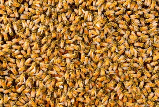 Bees take care of the larvae