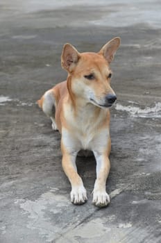 native domestic thai dog (pet)