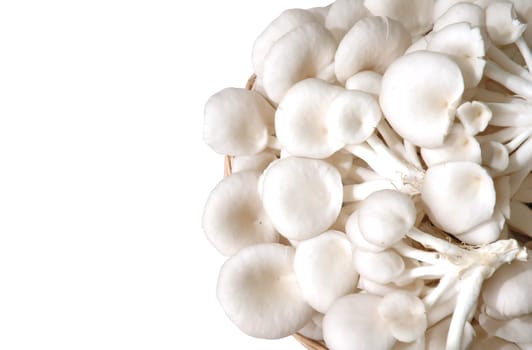 oyster mushroom