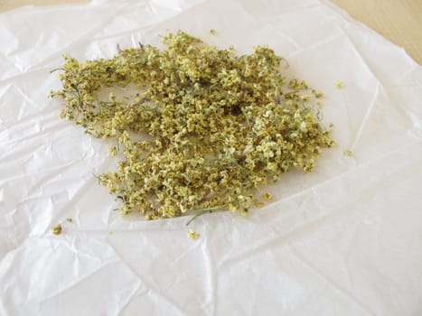 Elderflower to dry on white paper