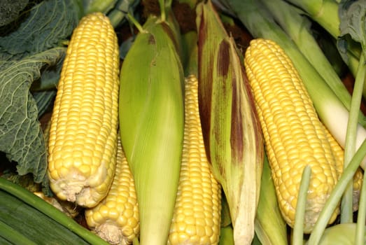 Corncob