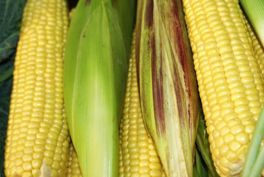 Corncob