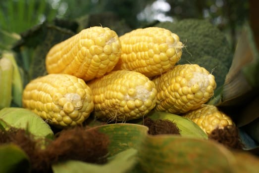 Corncob