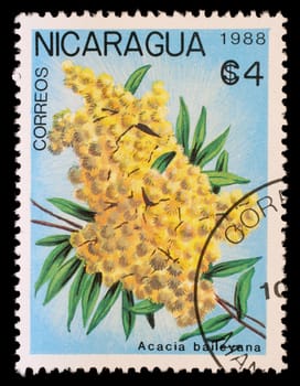 NICARAGUA - CIRCA 1988: A stamp printed in Nicaragua shows Acacia baileyana, series, circa 1988