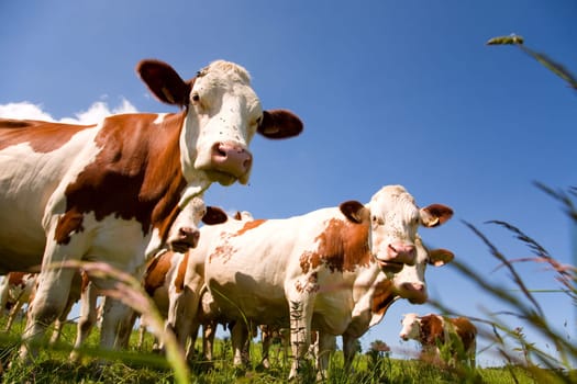 Montbéliarde cattle in the meadow