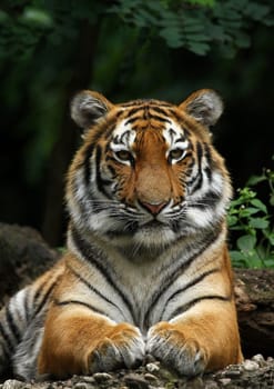 TigerPortrait