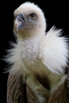 Griffon vulture