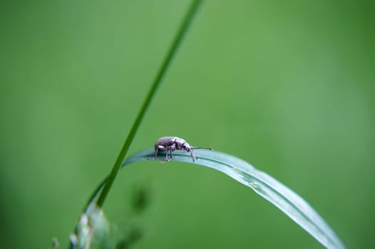 A weevil walks on the leaf of a plant.