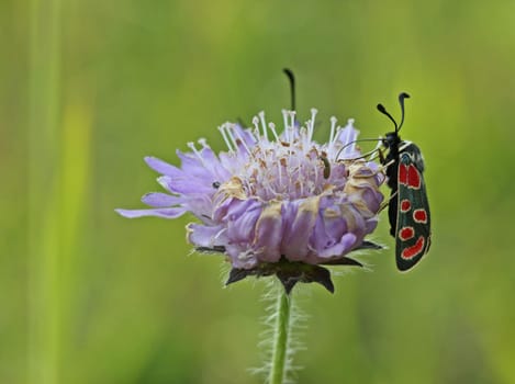 Sainfoin ram with beetle on widow flower