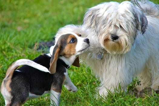 A Havanese and a Beagle puppy playing wild on a green meadow.