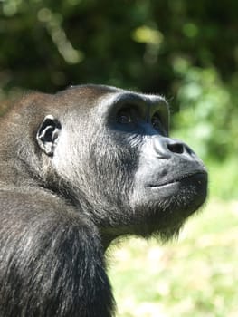 Mountain gorilla