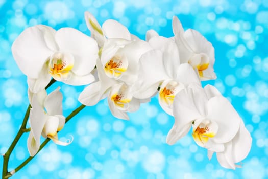 White beautiful orchid on the blue background