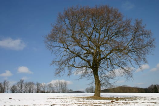 Pedunculate oak in winter