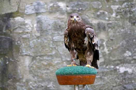 Steppe eagle