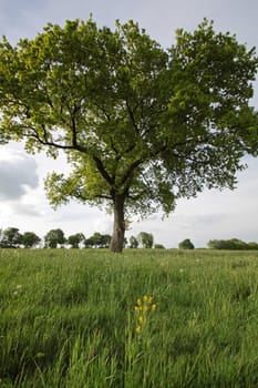 German oak on a meadow