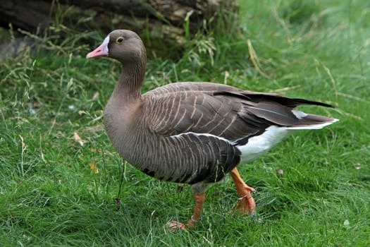 Lesser white-fronted goose