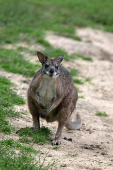 Parma kangaroo
