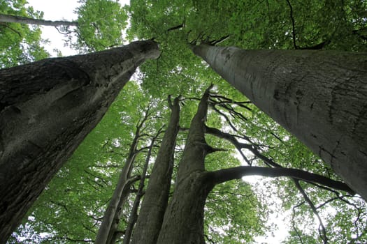 Old beech forest
