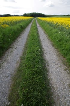 Path through rapeseed fields