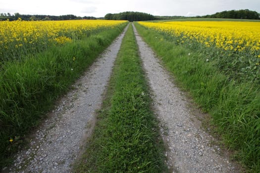 Path through rapeseed fields