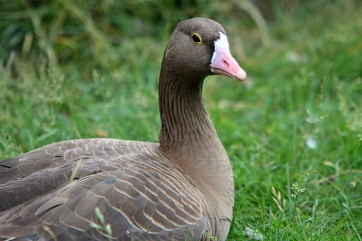 Lesser white-fronted goose