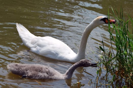 hungry swans