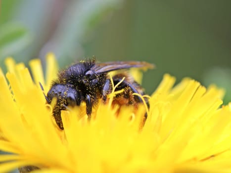 Portrait of a bee (Osmia spec.) on hawkweed