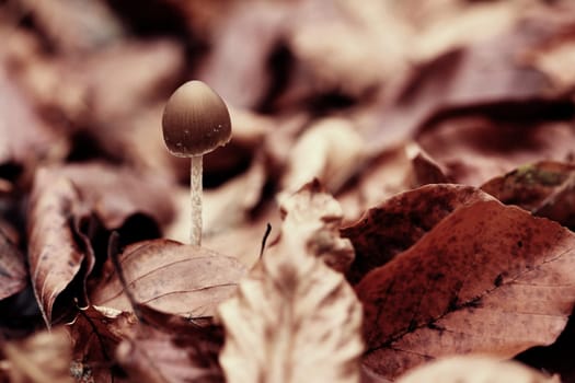 Mushroom on forest floor