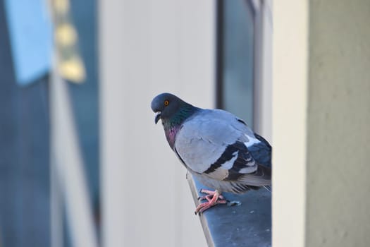 Dove on a windowsill in Berlin