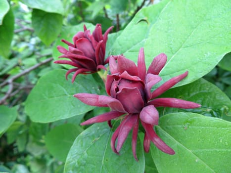 real spice bush - Calycanthus floridus