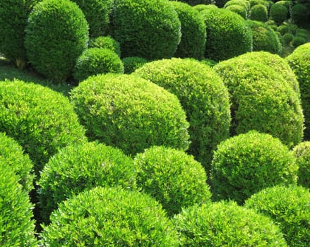 Boxwood balls - Buxus sempervirens