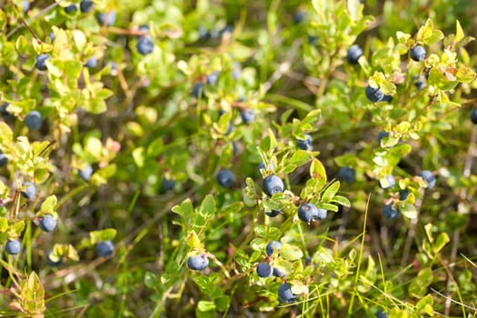 Ripe and ready wild blueberries on the bush - selective focus