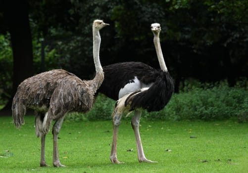 Ostrich pair
