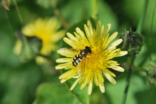 Wasp on dandelion